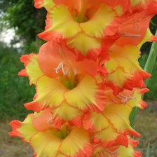 Схема вышивки «Гладиолус»