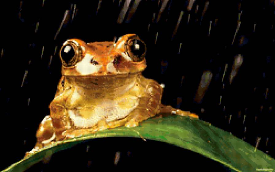 лягуха - животные - предпросмотр