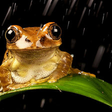 Схема вышивки «лягуха»