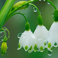 Схема вышивки «ландышы»