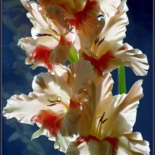 Схема вышивки «Гладиолус»