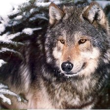 Схема вышивки «волк»