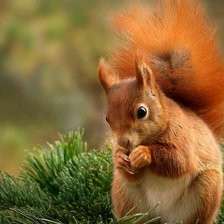 Схема вышивки «Белочка»