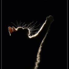 котик на луну