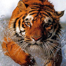 Схема вышивки «тигр»