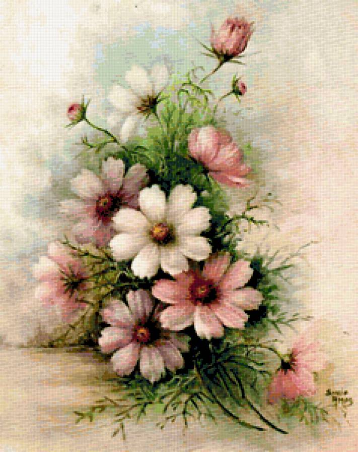 Нежные космеи - космеи., цветы, букеты - предпросмотр