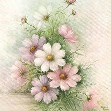 Нежные космеи