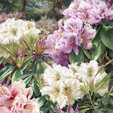 Схема вышивки «Цветущий Рододендрон»