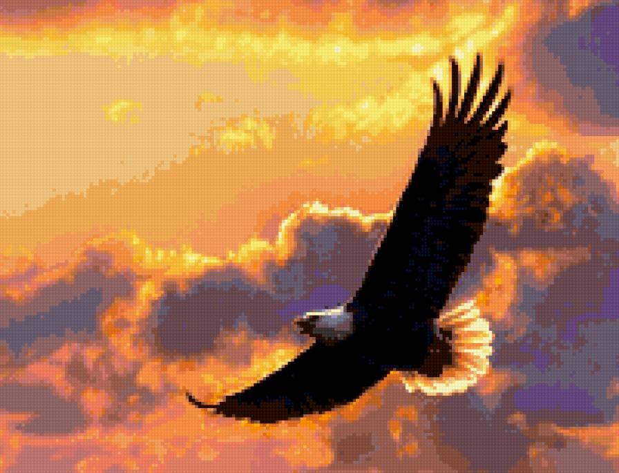 орел - птицы, полет - предпросмотр