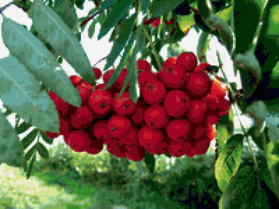 рябина лето - рябина лето - предпросмотр