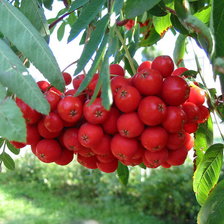 рябина лето