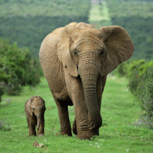 Схема вышивки «АФРИКАНСКИЙ СЛОН»