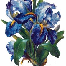 Схема вышивки «Ирисы»