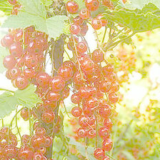 Схема вышивки «красная смородина»