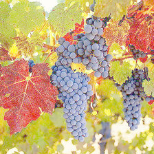 Схема вышивки «виноград»