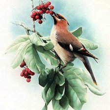 Схема вышивки «Птица»