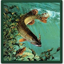 Схема вышивки «Щука»