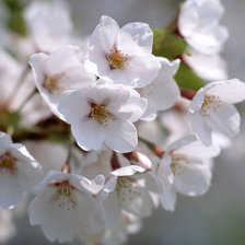 Схема вышивки «букет»