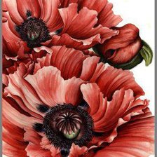 Схема вышивки «маки»