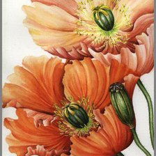 Схема вышивки «маки»