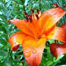 Схема вышивки «лилии»