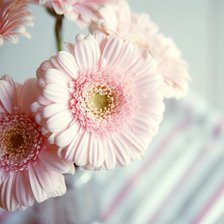 Схема вышивки «цветочки»