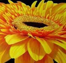 Схема вышивки «Желтая гербера»