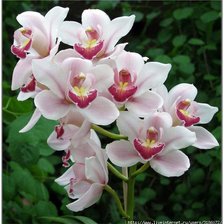 Схема вышивки «цветы»