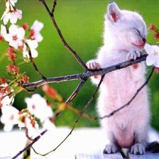 Схема вышивки «№223124»