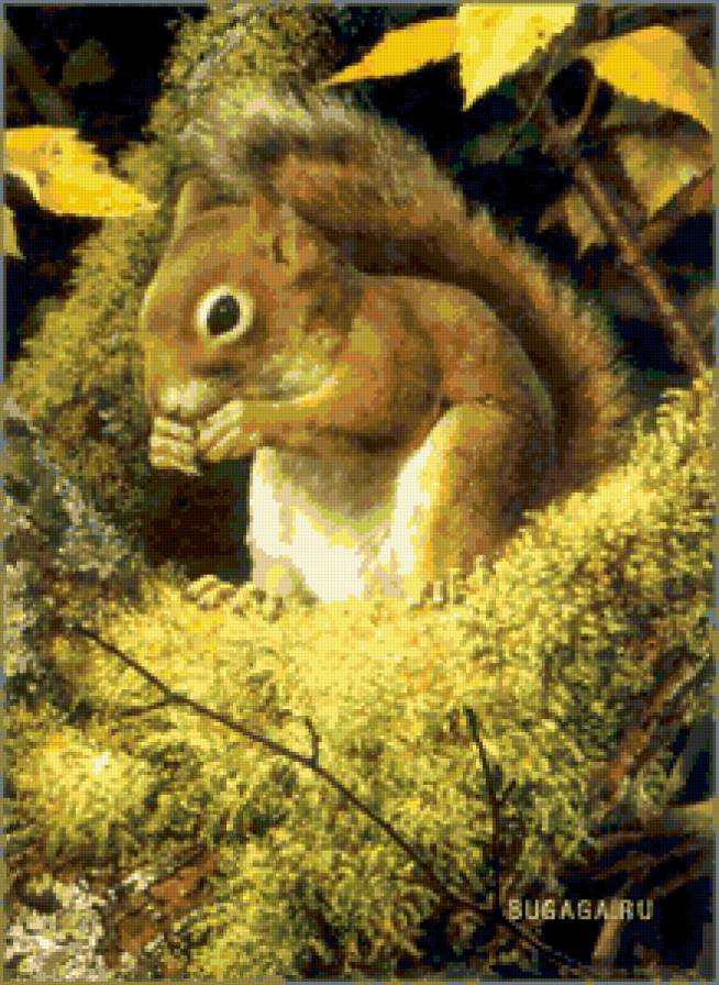 белка - белка, природа, животные - предпросмотр