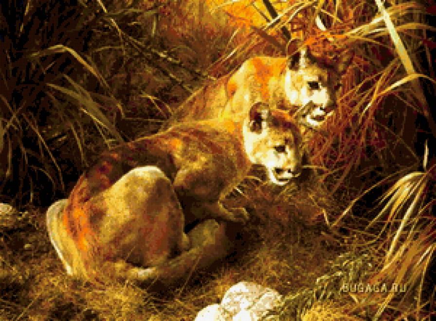 хищники - природа, животные, львицы, львы - предпросмотр