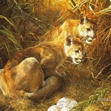 Схема вышивки «хищники»