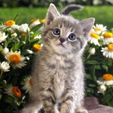 Схема вышивки «№223342»