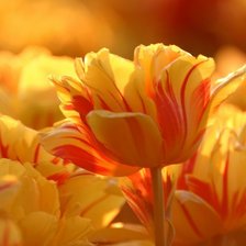 Схема вышивки «№223360»