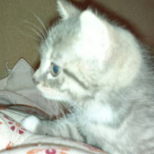 Схема вышивки «котенок»