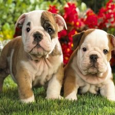 Схема вышивки «Пупсики))»