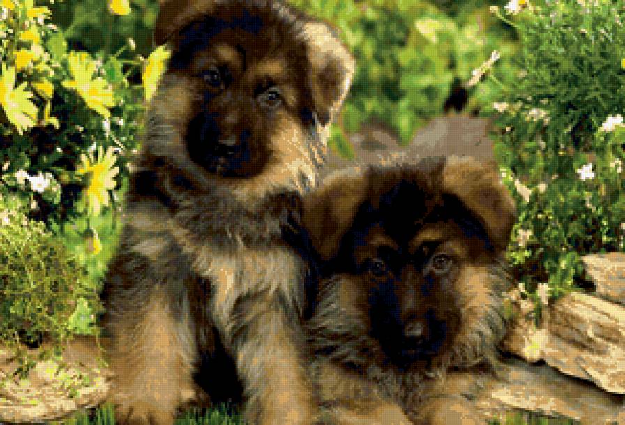 Щенята - щенок, собака - предпросмотр