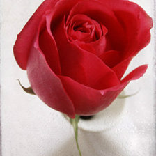 Схема вышивки «№223679»