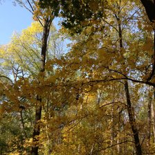 Схема вышивки «Осень»