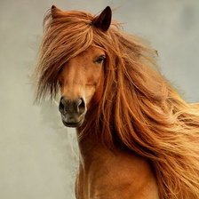 Схема вышивки «Рыжий»