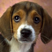 Схема вышивки «Можно я буду твоим другом?»