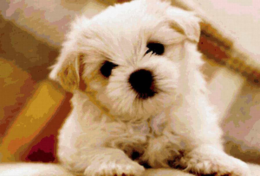 Собачка - щенок, собака - предпросмотр