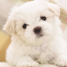 Схема вышивки «Собачка»