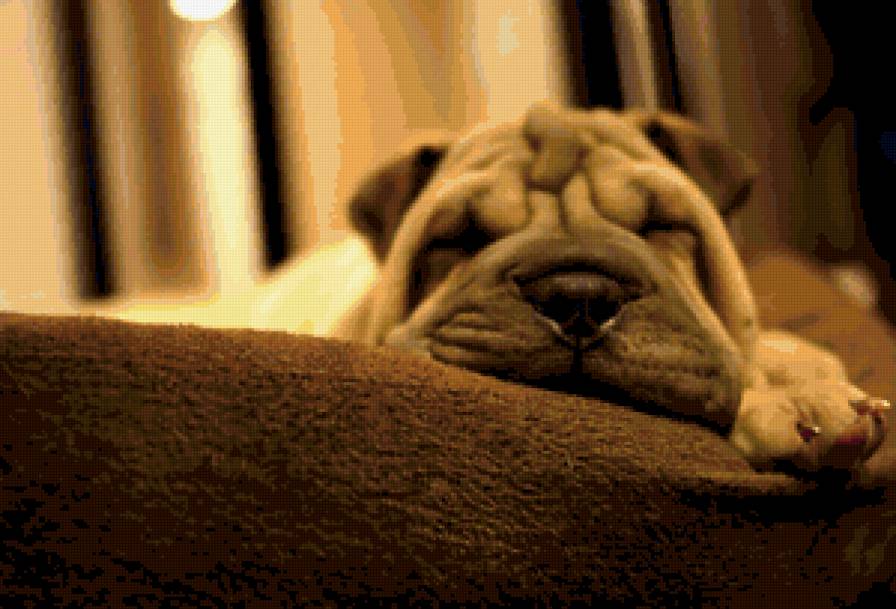 Спать... - собака, сон - предпросмотр