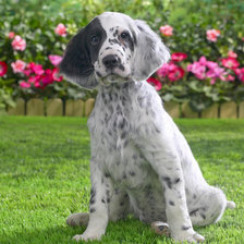 Схема вышивки «Белый Бим)»