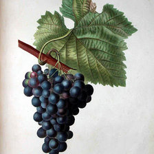 Схема вышивки «Виноград»