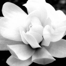 Схема вышивки «лотос для люды»