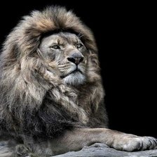 Схема вышивки «Лев»