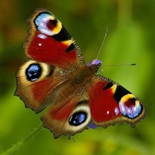 Схема вышивки «Бабочка»