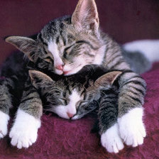 Схема вышивки «кисы»